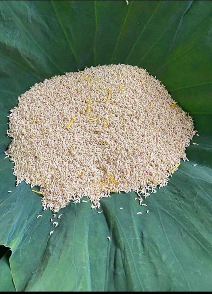 gạo sen gedeco chuẩn bị ướp trà